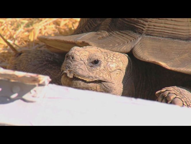 Escaped tortoise impounded after stroll through neighborhood