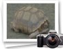photo gallery