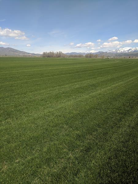 DROUGHT TOLERANT SOD