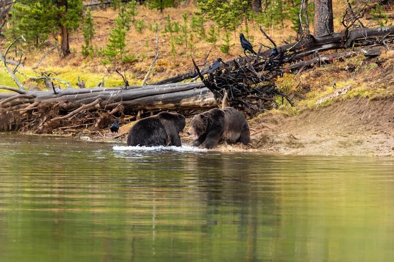 Grizzlies Fighting Yellowstone