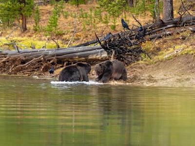 Grizzlies Fighting Yellowstone