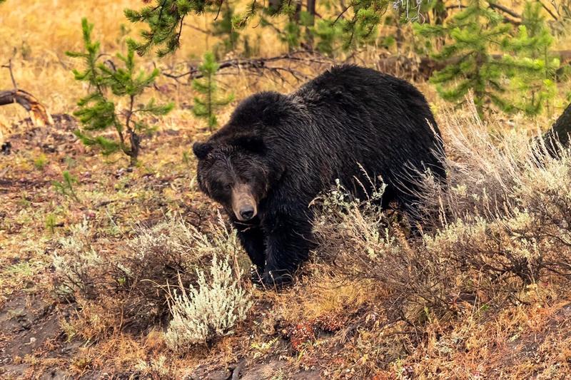 Grizzlies Fighting Yellowstone 9/2020 Hayden Va