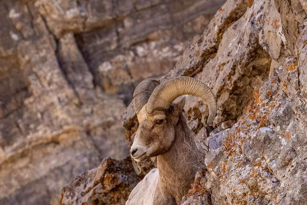 Wildlife Photography Pictures