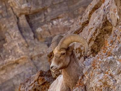 Wildlife Photography Pictures