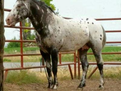 Semi Leopard Appaloosa APHC Stallion at stud