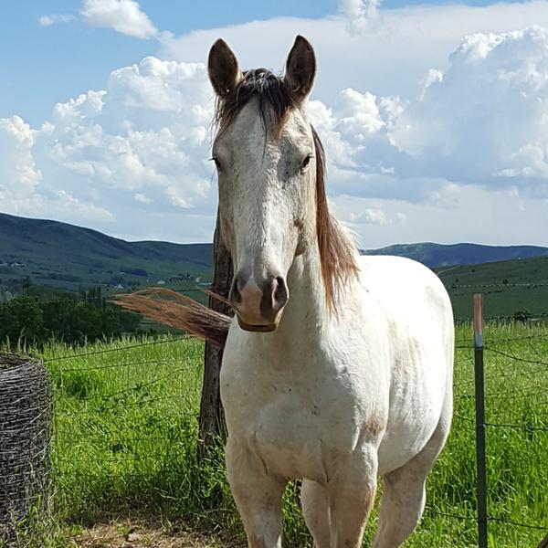 Homozgous LP Appaloosa Stud ApHC