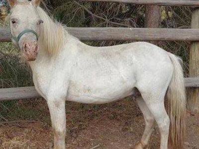 AMHA AMHR Red Dun Appaloosa Miniature Stallion