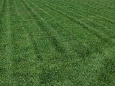 7 seed Kentucky bluegrass