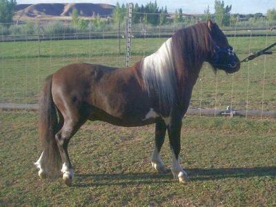 Bay Pinto Miniature/Mini Stallion 31.5 AMHA/AMHR/WCMHR