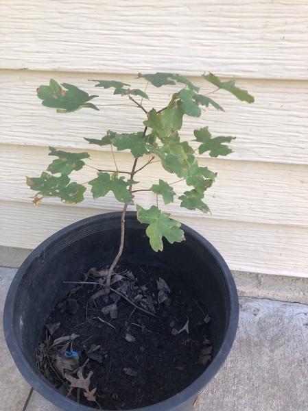 Native Mountain Maple Trees For Sale