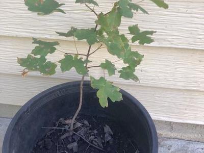Native Mountain Maple Trees For Sale