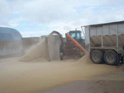 Rotogrind GG7 Grain Grinder mill Freight not Incl