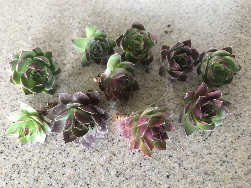 real succulent Hens and chicks set