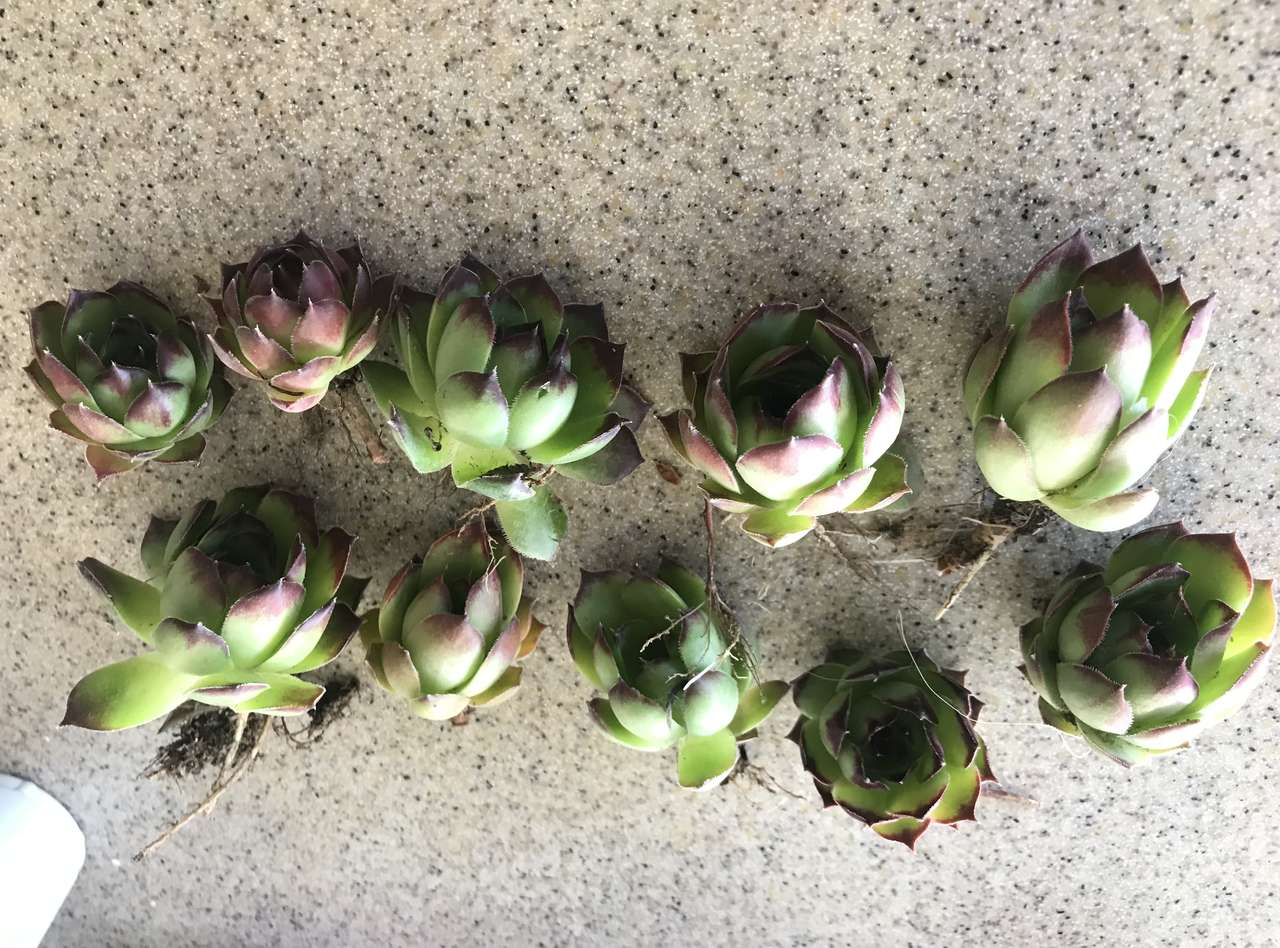10 sempervivum hens and chicks