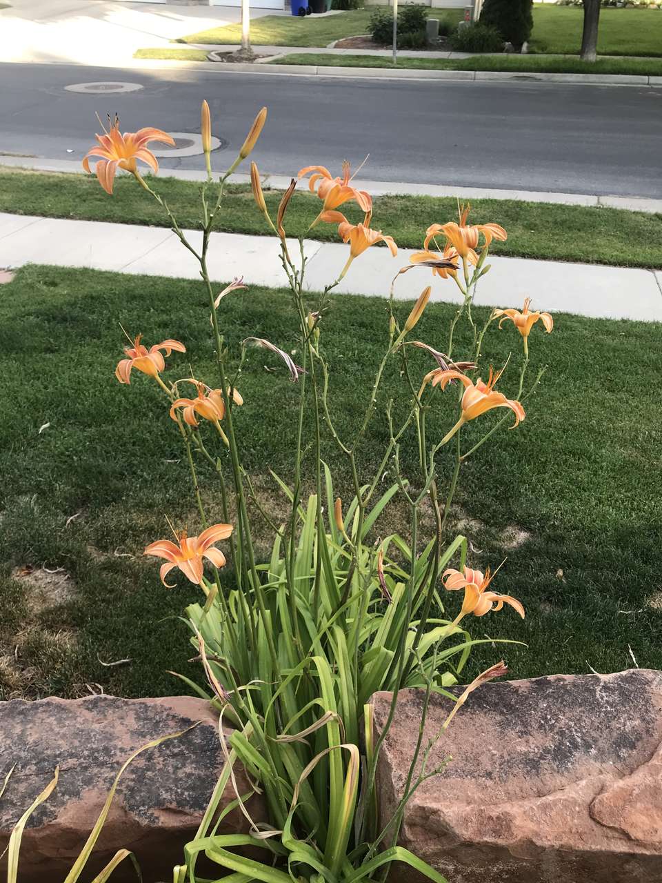 Lily, Daylilies starts