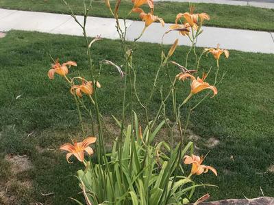 Lily, Daylilies starts