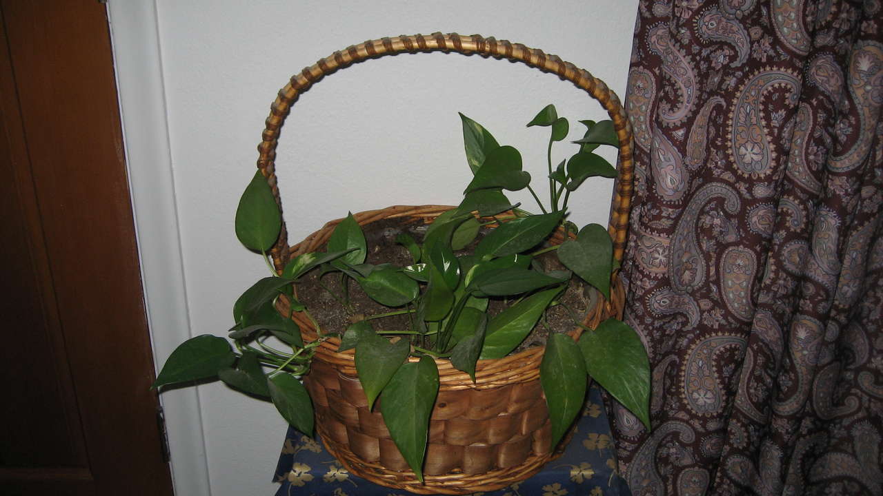 Lush Indoor Green Plants in Handled Basket
