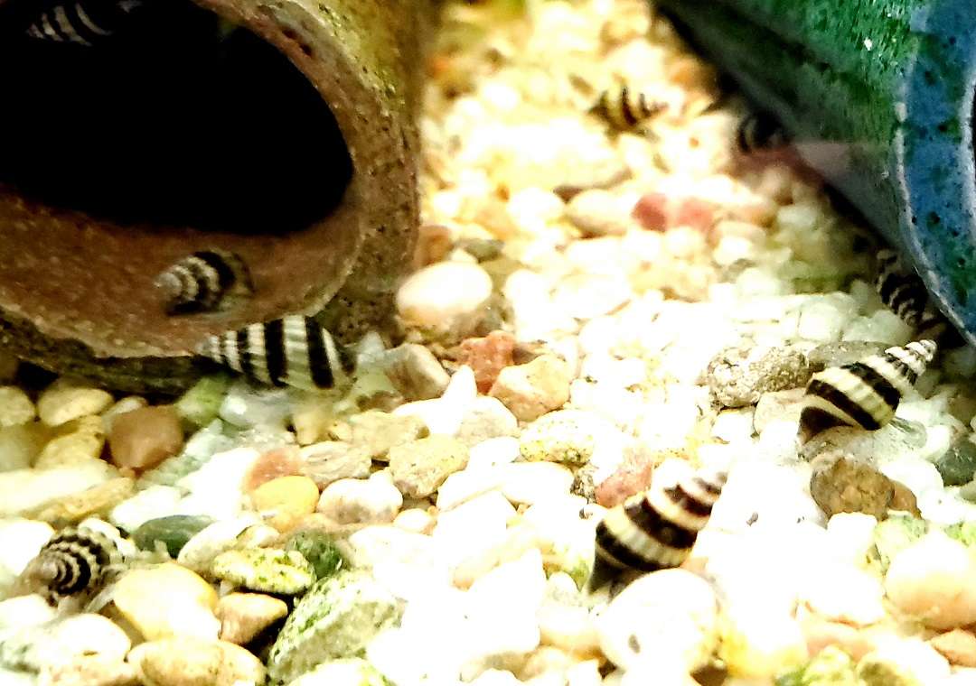 Assassin Snails