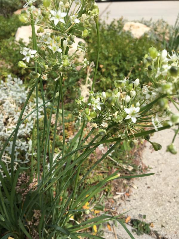 Garlic Chives