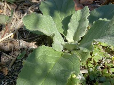Mullein