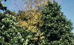 story image