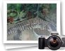 photo gallery