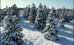 story image
