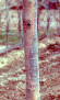 story image