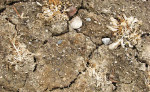 story image