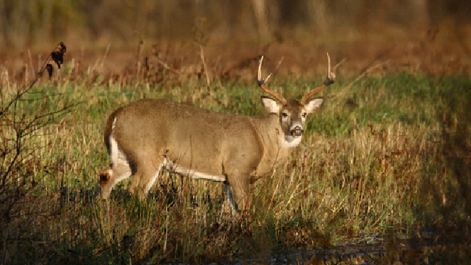 deer latino personals Deer = cerva the english to latin online dictionary check spelling and grammar english-latin translations over 20,000 latin translations of. deer latino personals Deer = cerva the english to latin online dictionary check spelling and grammar english-latin translations over 20,000 latin translations of.