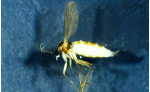 story image