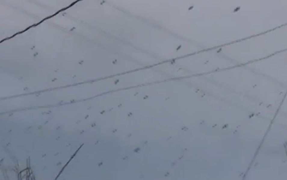 Why are spiders falling from the sky in Brazil? | KSL.com