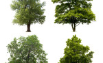 story image