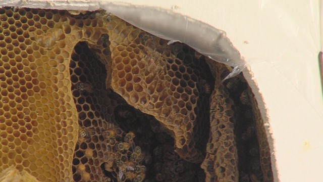 Colony of 40,000 bees found inside bedroom wall | KSL.com