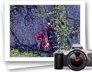 photo gallery
