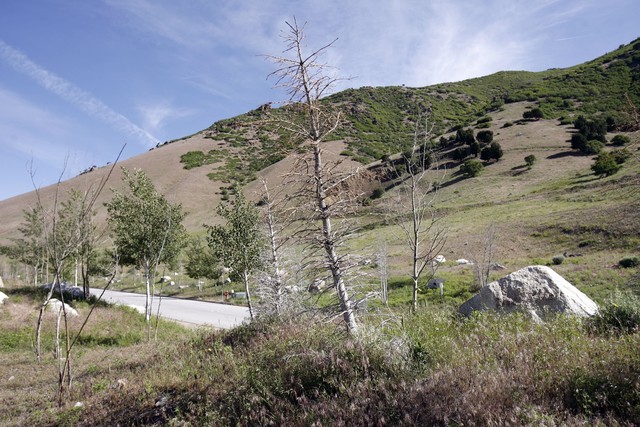 1 dead after crash in Big Cottonwood Canyon