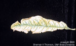 story image