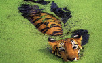 story image