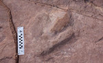 story image