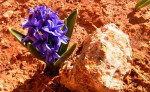 story image