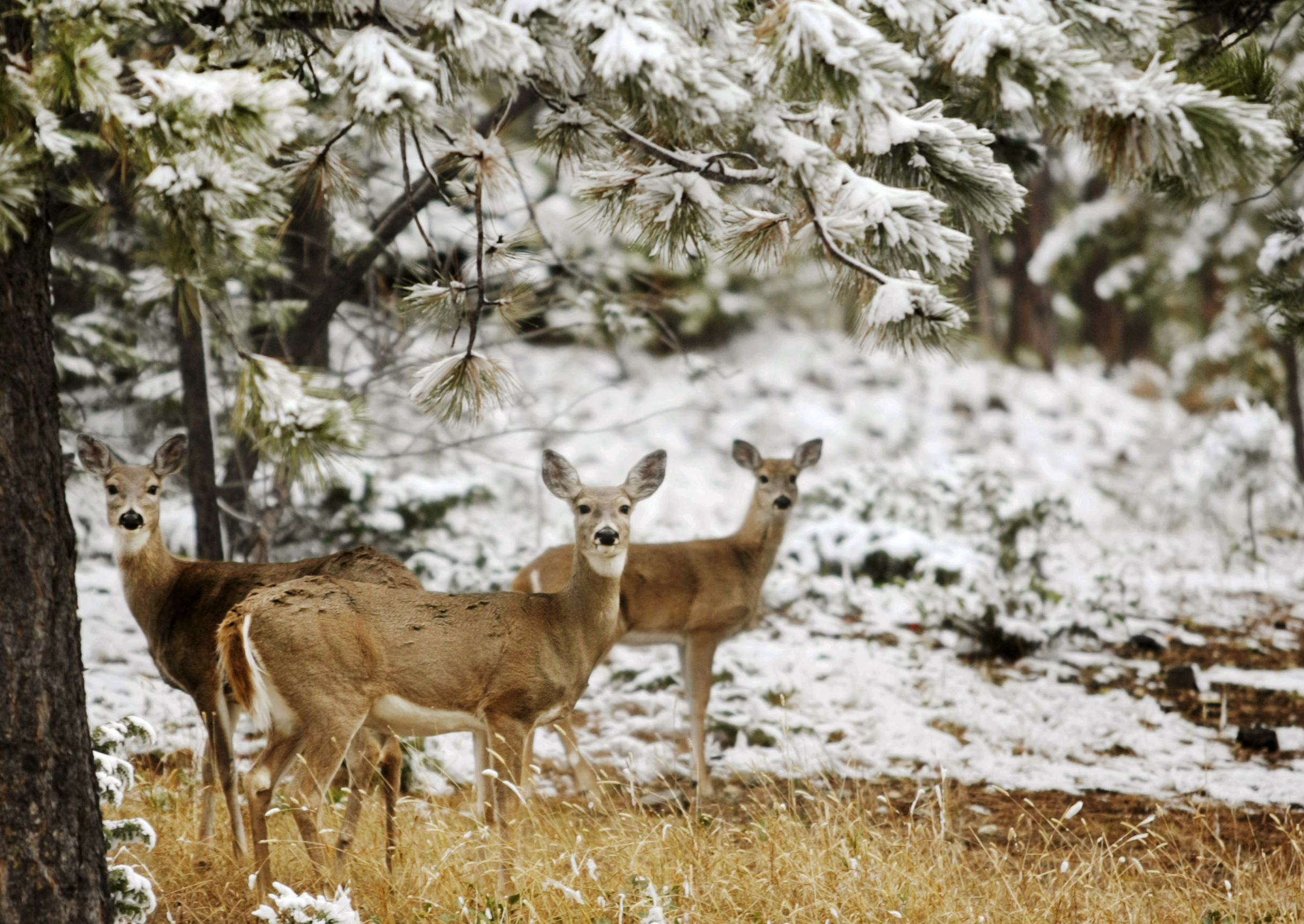 Youth deer tags south dakota