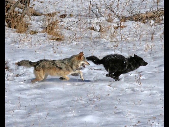 Wolves will kill for more space, new USU study finds