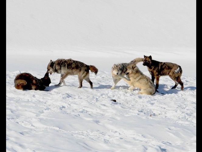Wolves will kill for more space, new USU study finds
