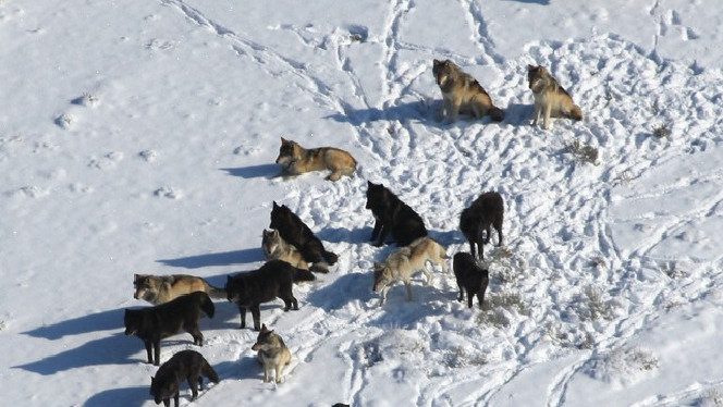 Even wolves need their space, new USU study finds