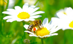 story image