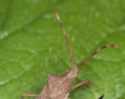 story image