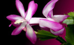 story image