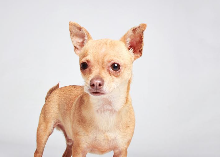 ksl dogs humane society of utah places 9 000 cats dogs ksl ksl dogs humane society of utah places 9 000 cats dogs ksl