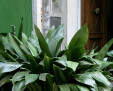story image