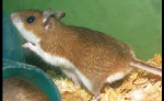 story image